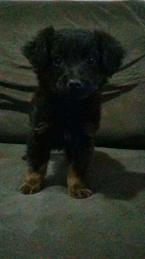 Cachorro ra a Sem Raça idade 2 a 6 meses nome Sem Nome