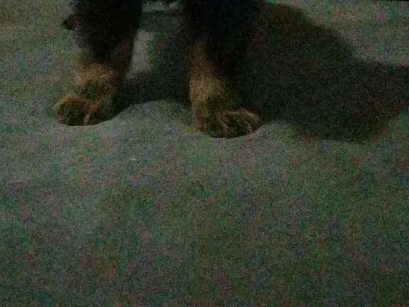 Cachorro ra a Sem Raça idade 2 a 6 meses nome Sem Nome