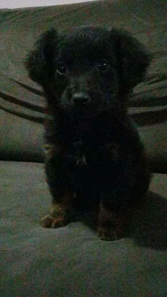 Cachorro ra a Sem Raça idade 2 a 6 meses nome Sem Nome