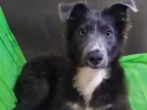 Cachorro raça SRD idade 1 ano nome Guará