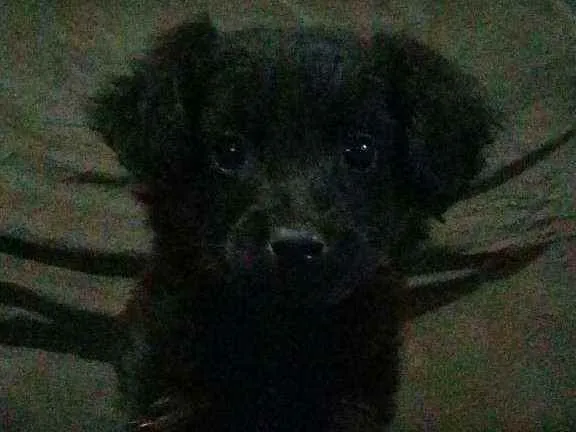 Cachorro ra a Sem Raça idade 2 a 6 meses nome Sem Nome