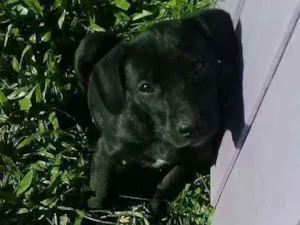 Cachorro raça RND idade 2 a 6 meses nome sem nome