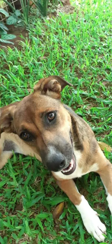 Cachorro raça SRD-ViraLata idade 1 ano nome Paçoca