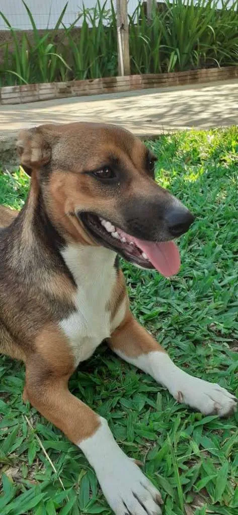 Cachorro raça SRD-ViraLata idade 1 ano nome Paçoca