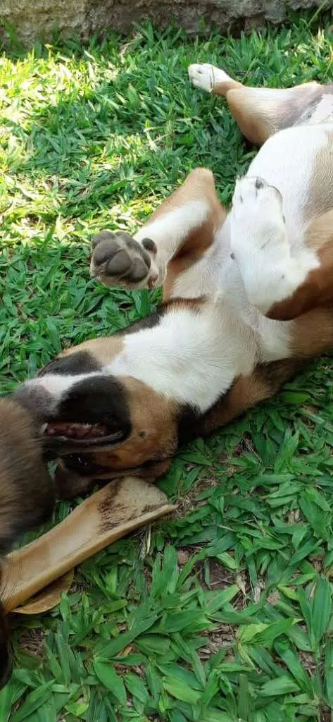 Cachorro raça SRD-ViraLata idade 1 ano nome Paçoca