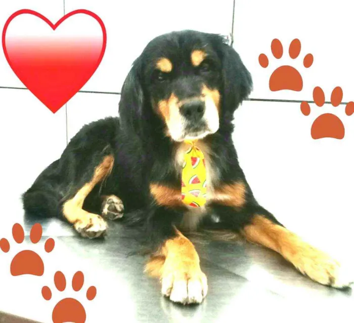 Cachorro ra a  idade 2 anos nome Charlie