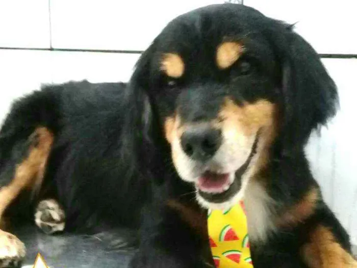 Cachorro ra a  idade 2 anos nome Charlie