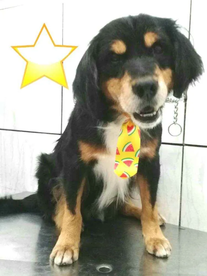 Cachorro ra a  idade 2 anos nome Charlie