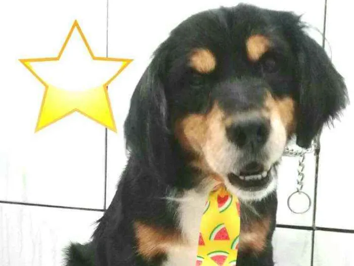 Cachorro ra a  idade 2 anos nome Charlie