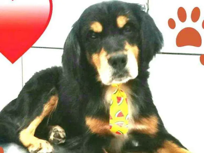 Cachorro ra a  idade 2 anos nome Charlie