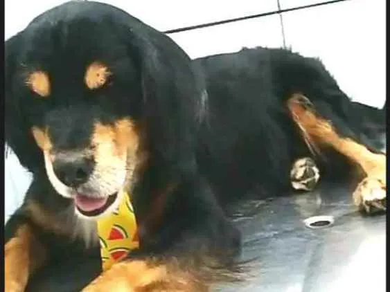 Cachorro ra a  idade 2 anos nome Charlie