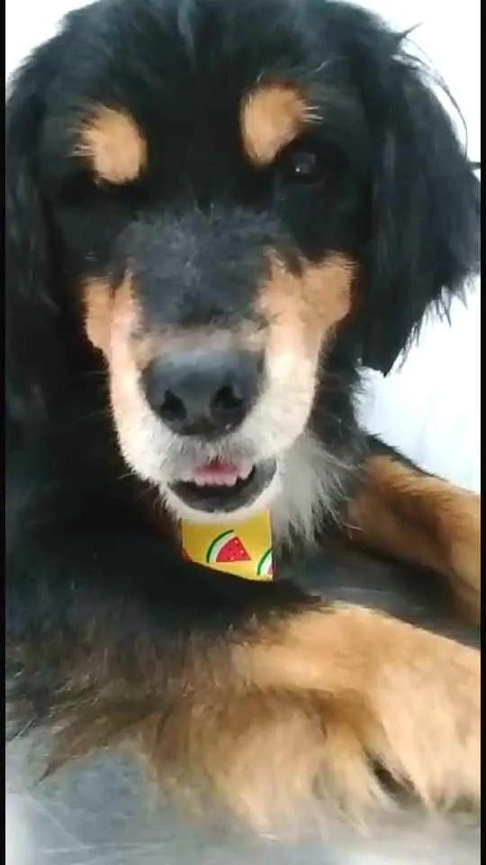 Cachorro ra a  idade 2 anos nome Charlie