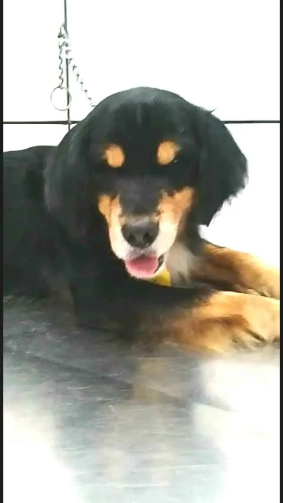 Cachorro ra a  idade 2 anos nome Charlie