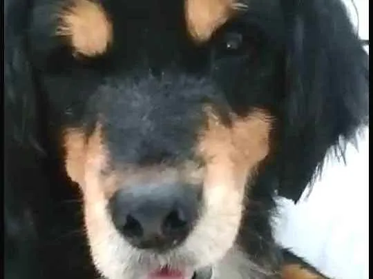 Cachorro ra a  idade 2 anos nome Charlie