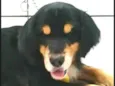 Charlie