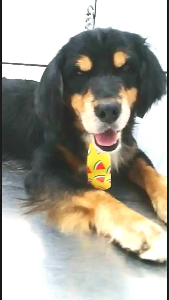 Cachorro ra a  idade 2 anos nome Charlie