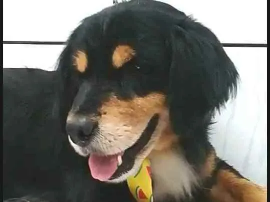 Cachorro ra a  idade 2 anos nome Charlie