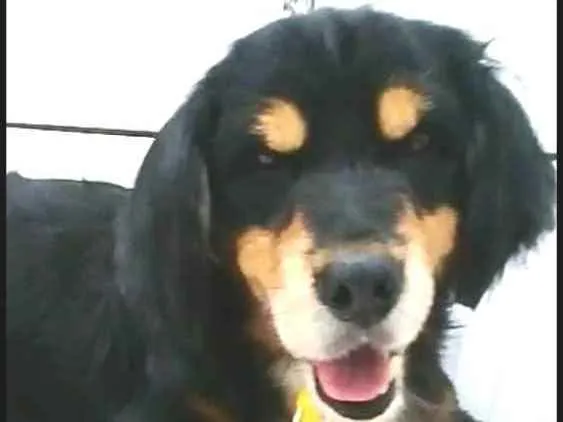 Cachorro ra a  idade 2 anos nome Charlie