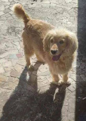 Cachorro ra a Mistura de Golden retriver  idade 4 anos nome Luck ??