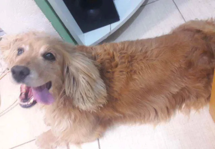 Cachorro ra a Mistura de Golden retriver  idade 4 anos nome Luck ??