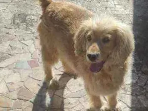 Cachorro raça Mistura de Golden retriver  idade 4 anos nome Luck ??