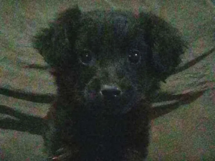 Cachorro ra a Sem Raça idade 2 a 6 meses nome Sem Nome