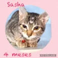 Sasha