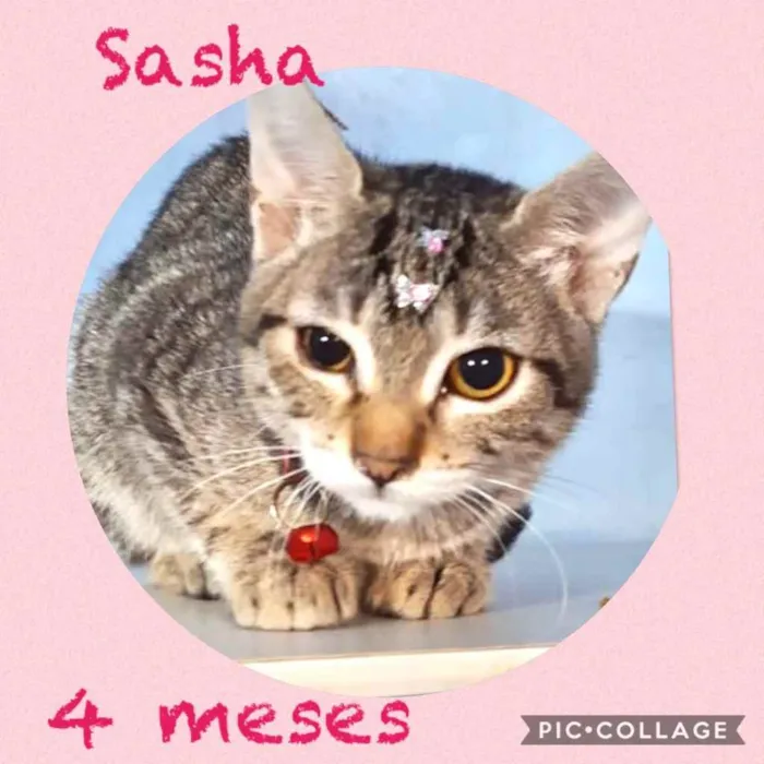 Gato ra a Srd idade 2 a 6 meses nome Sasha