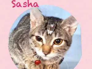 Gato raça Srd idade 2 a 6 meses nome Sasha