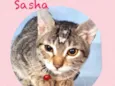 Sasha