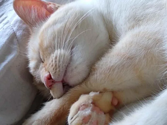 Gato ra a Srd lindo  idade 1 ano nome Pepe lindo demais
