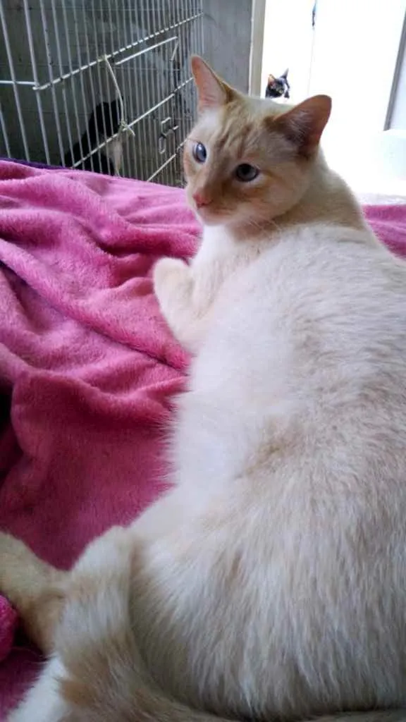 Gato ra a Srd lindo  idade 1 ano nome Pepe lindo demais