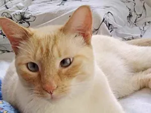 Gato raça Srd lindo  idade 1 ano nome Pepe lindo demais