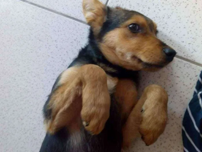 Cachorro raça Parece pastor capa preta idade 2 a 6 meses nome Não sei,chamo nego