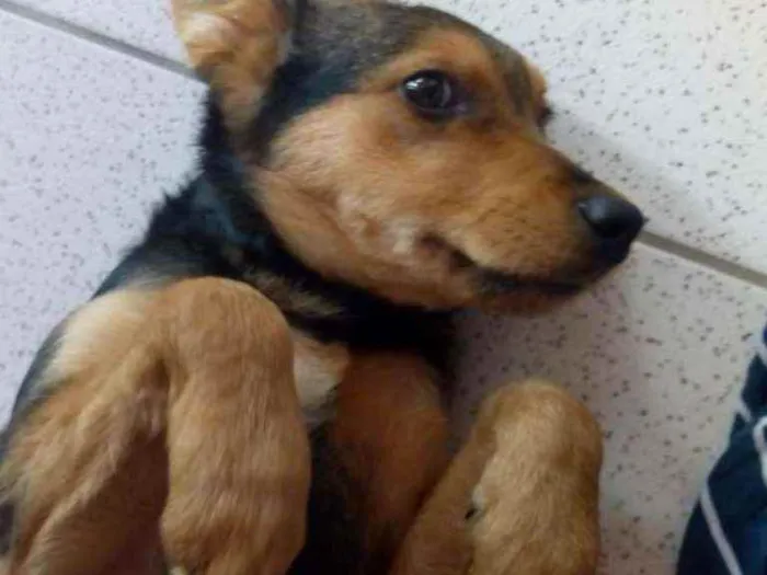 Cachorro raça Parece pastor capa preta idade 2 a 6 meses nome Não sei,chamo nego