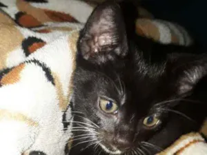 Gato raça Siamês  idade 2 a 6 meses nome Miau