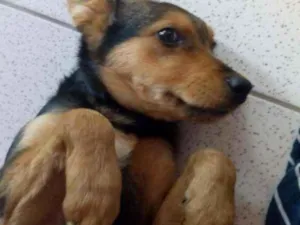 Cachorro raça Parece pastor capa preta idade 2 a 6 meses nome Não sei,chamo nego