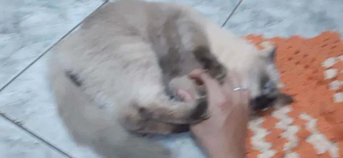 Gato ra a Raça idade 1 ano nome Mael