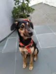 Mel