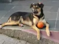 Mel