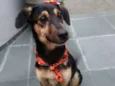 Mel