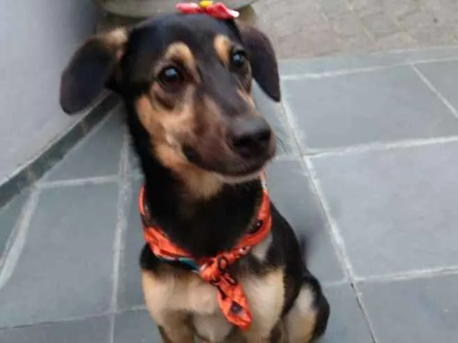 Cachorro ra a SRD-ViraLata idade 7 a 11 meses nome Mel