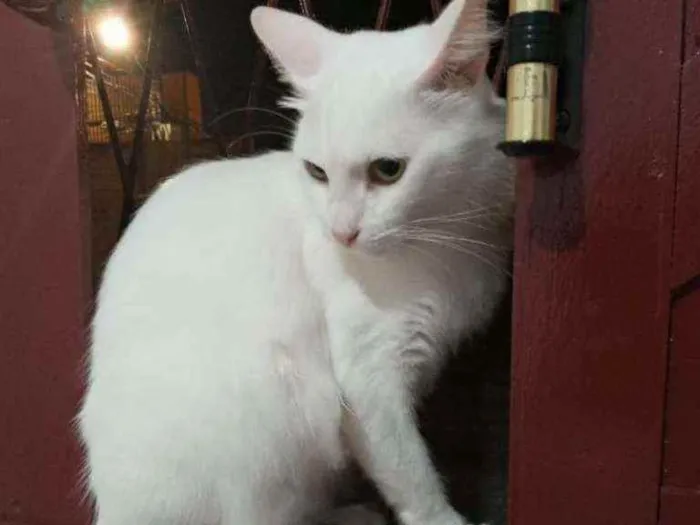 Gato ra a Sem definição idade 2 anos nome Cláudio