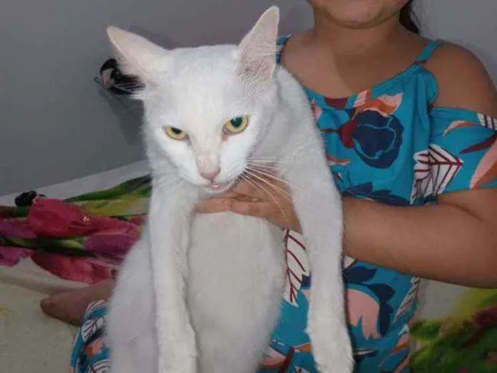 Gato ra a Sem definição idade 2 anos nome Cláudio