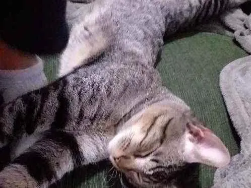 Gato ra a Siamês c/ vira lata idade 7 a 11 meses nome Tom