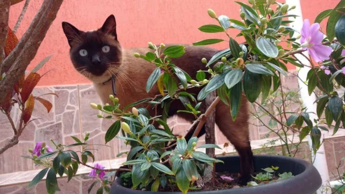 Gato ra a Siamês idade 3 anos nome Paçoca
