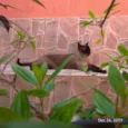 Paçoca