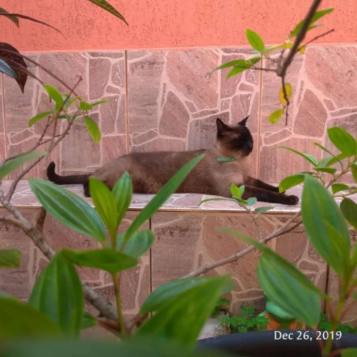 Gato ra a Siamês idade 3 anos nome Paçoca
