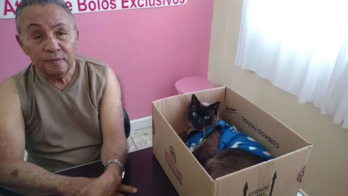 Gato ra a Siamês idade 3 anos nome Paçoca