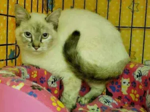 Gato raça Srd idade 2 a 6 meses nome Chiara